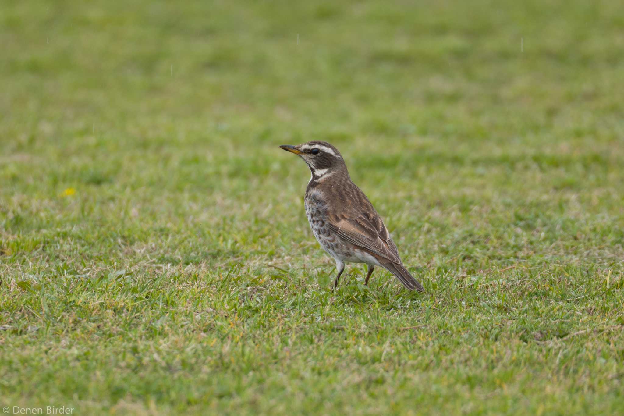 Dusky Thrush