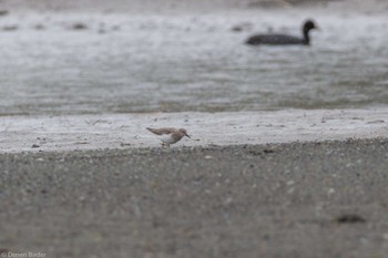 Temminck's Stint 酒匂川河口 Fri, 4/12/2024