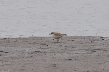 Little Ringed Plover 酒匂川河口 Fri, 4/12/2024