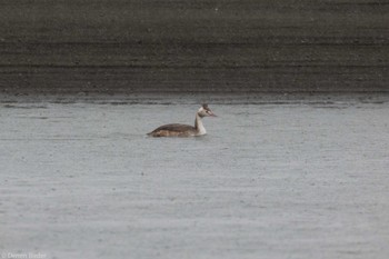 Great Crested Grebe 酒匂川河口 Fri, 4/12/2024