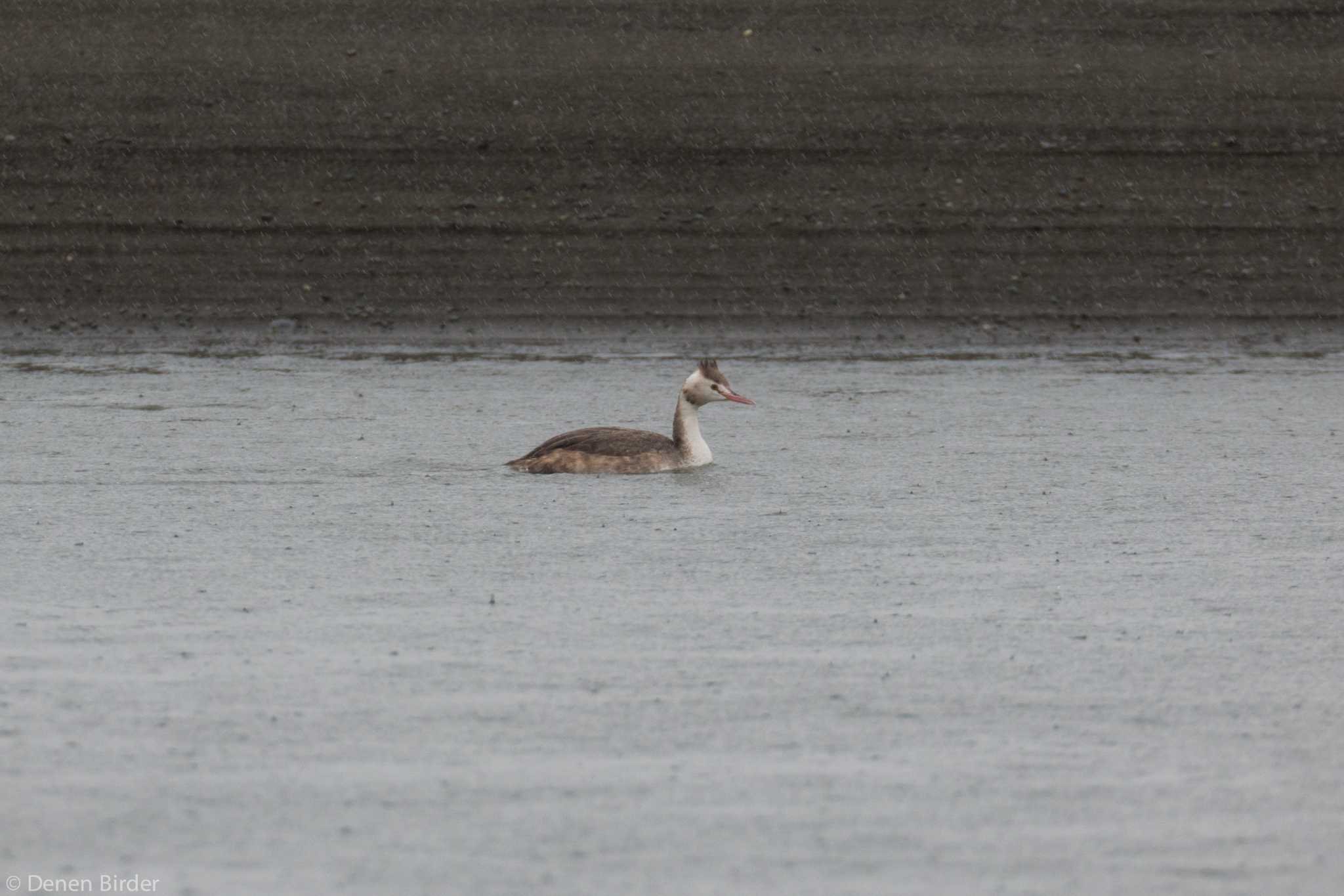 Great Crested Grebe