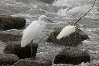 Great Egret 酒匂川河口 Fri, 4/12/2024