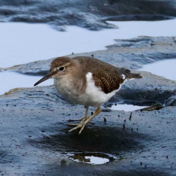 イソシギ 東京港野鳥公園 2024年4月13日(土)