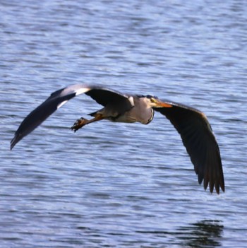 アオサギ 東京港野鳥公園 2024年4月13日(土)