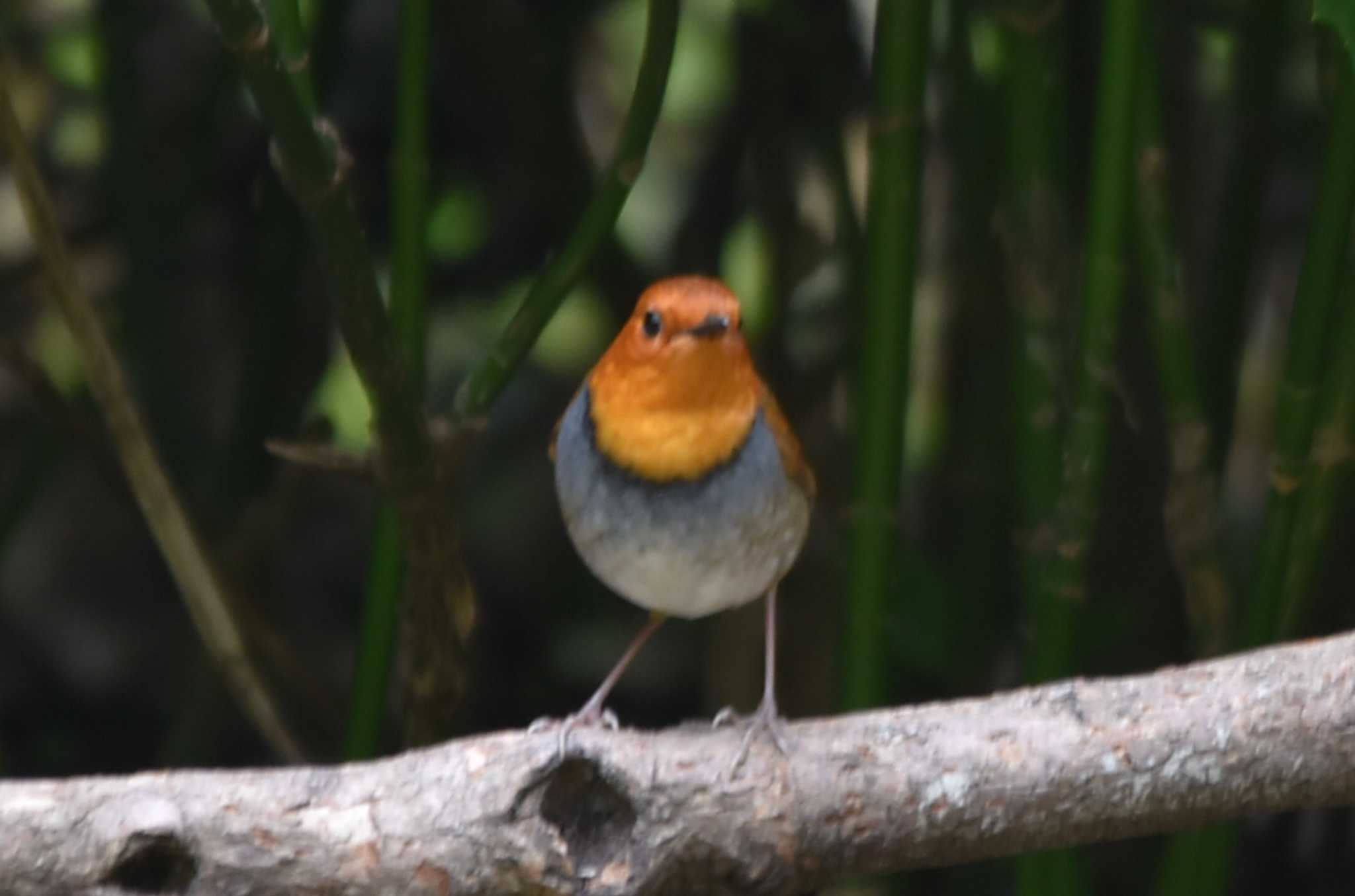 Photo of Japanese Robin at 大阪市内 by IKKEN