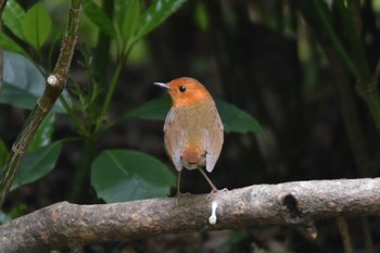 Japanese Robin 大阪市内 Thu, 4/11/2024