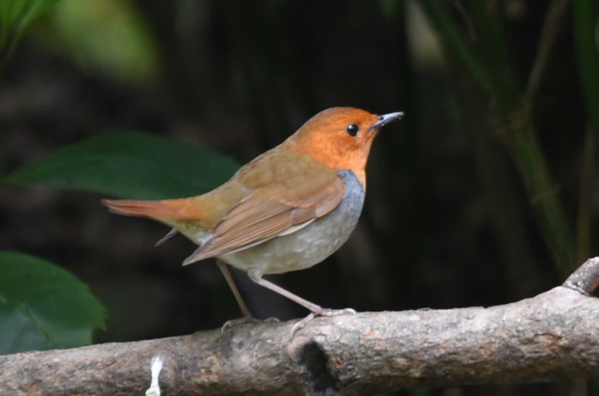 Photo of Japanese Robin at 大阪市内 by IKKEN