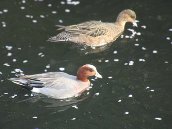 Eurasian Wigeon 恩田川(高瀬橋付近) Thu, 4/11/2024