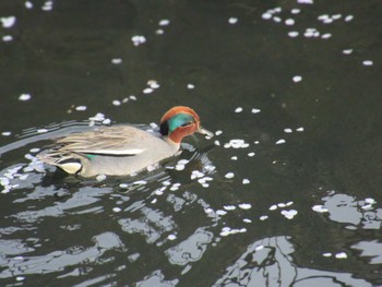 Eurasian Teal 恩田川(高瀬橋付近) Thu, 4/11/2024