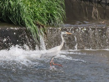 アオサギ 群馬 早川 2024年4月13日(土)