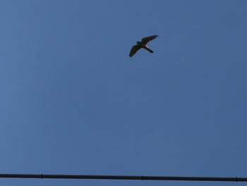 Common Kestrel 群馬 早川 Sat, 4/13/2024