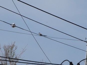 Azure-winged Magpie 群馬 早川 Sat, 4/13/2024