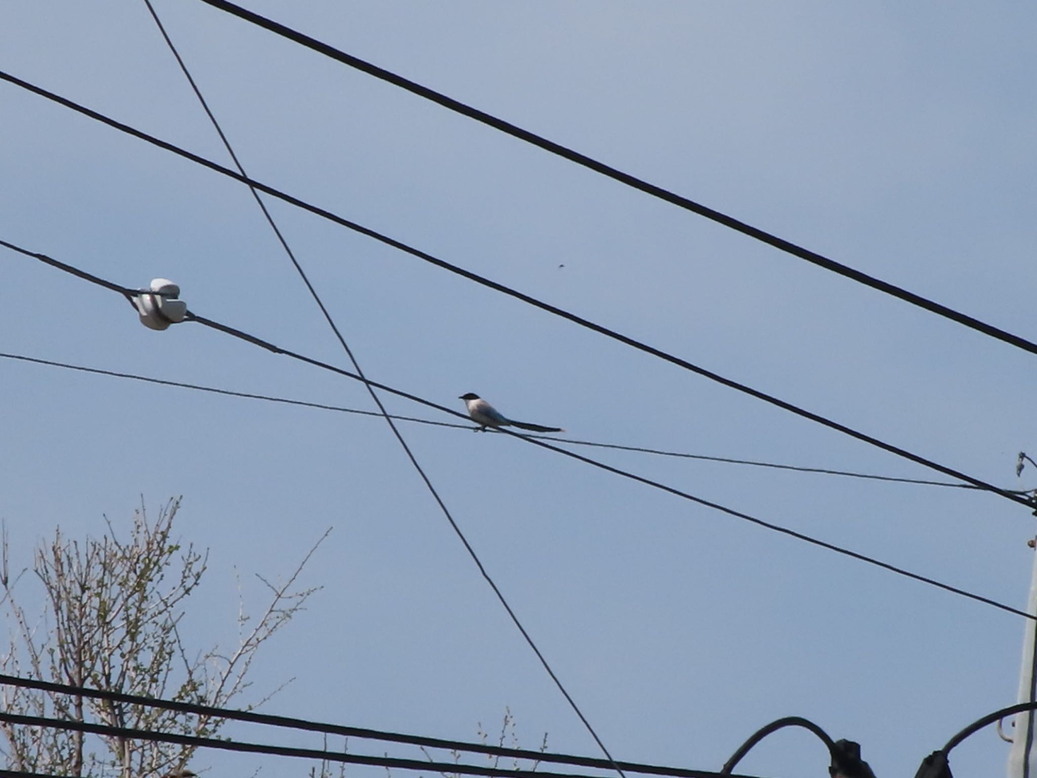 Photo of Azure-winged Magpie at 群馬 早川 by アカウント12456