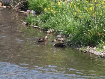 Eastern Spot-billed Duck 群馬 早川 Sat, 4/13/2024