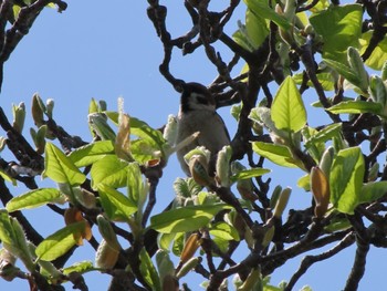 Eurasian Tree Sparrow 群馬 早川 Sat, 4/13/2024