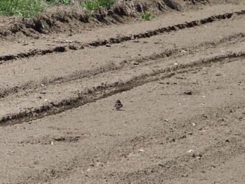 Barn Swallow 群馬 早川 Sat, 4/13/2024