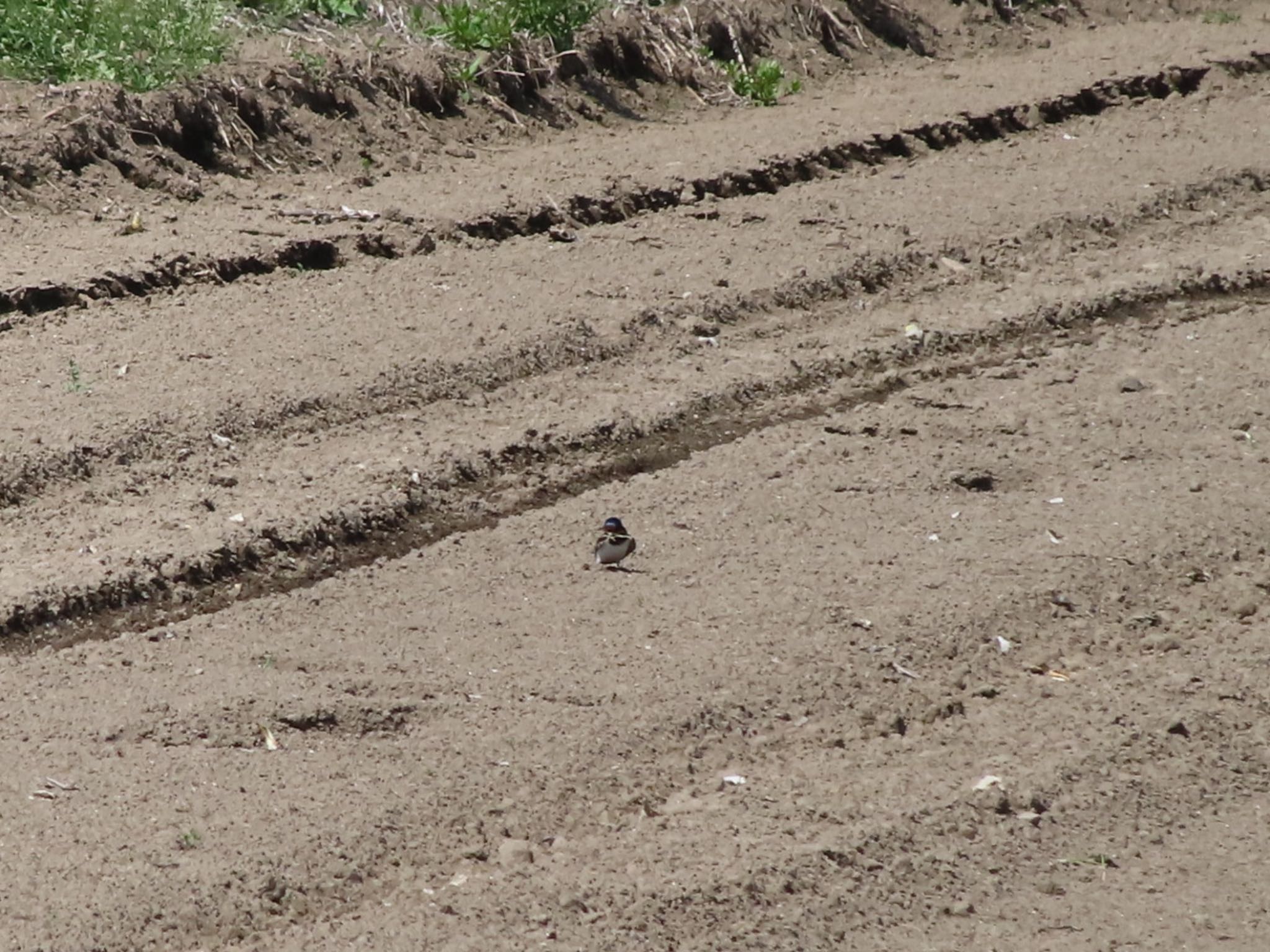 Photo of Barn Swallow at 群馬 早川 by アカウント12456