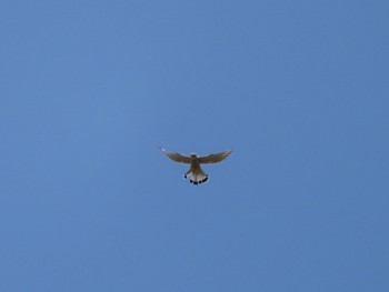 Common Kestrel 群馬 早川 Sat, 4/13/2024