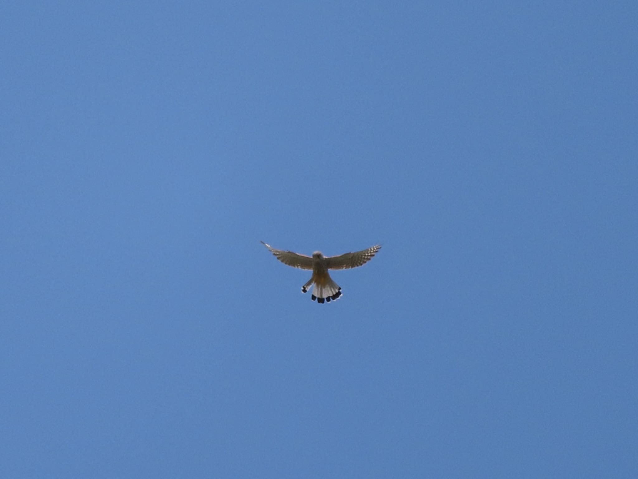 Photo of Common Kestrel at 群馬 早川 by アカウント12456