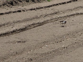 ツバメ 群馬 早川 2024年4月13日(土)