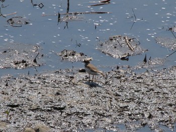 Little Ringed Plover 群馬 早川 Sat, 4/13/2024