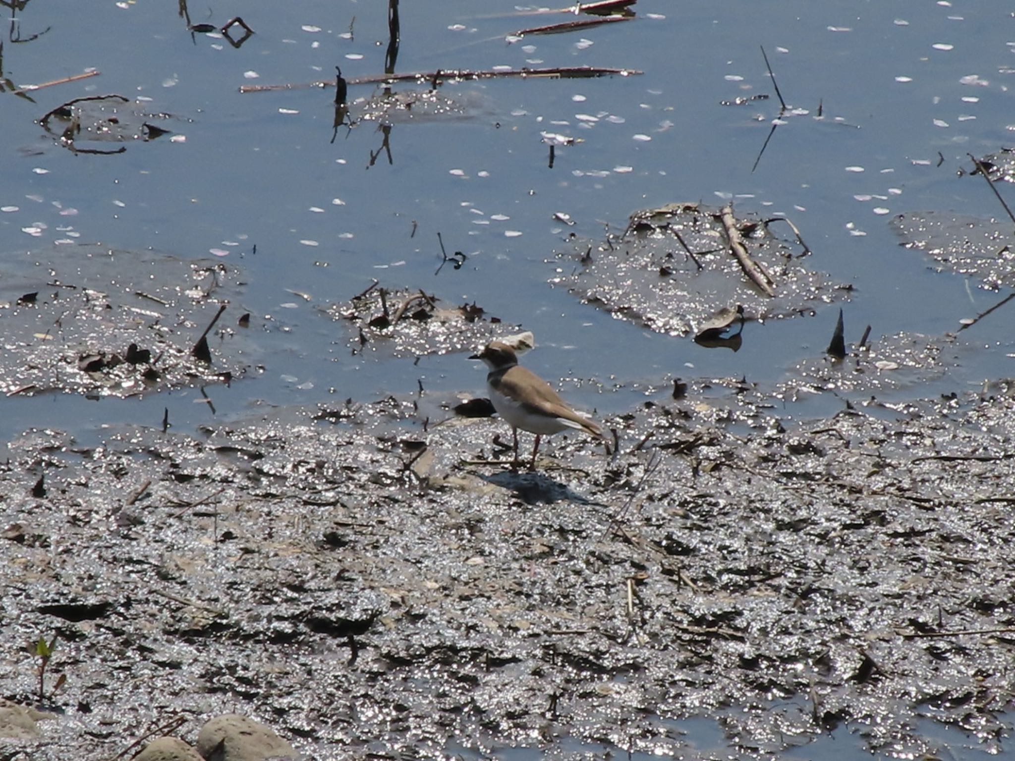 Photo of Little Ringed Plover at 群馬 早川 by アカウント12456