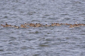 オナガガモ 石狩川 2024年3月20日(水)