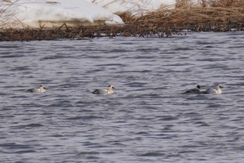 Smew 石狩川 Wed, 3/20/2024