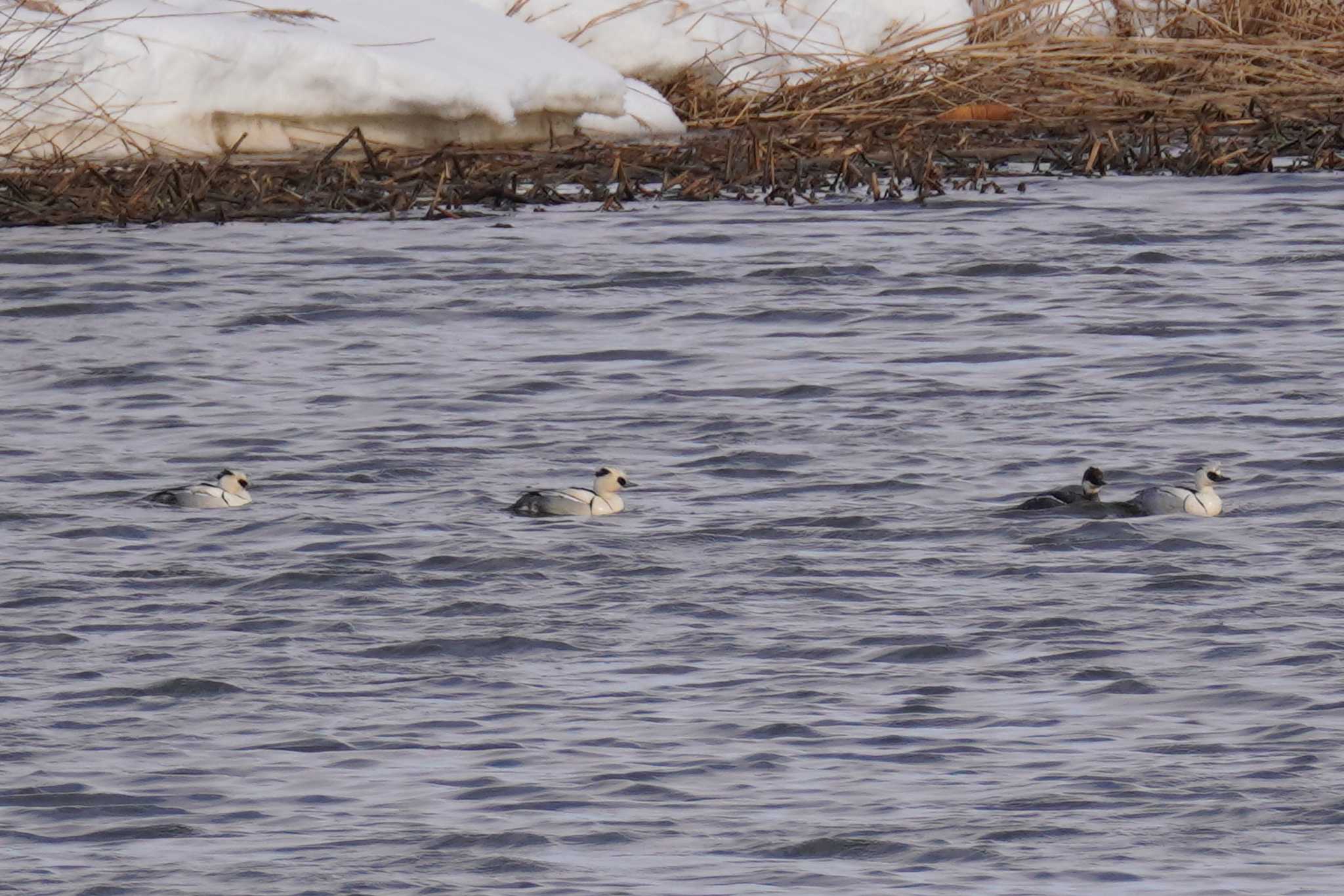 Photo of Smew at 石狩川 by くまちん