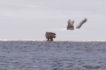 White-tailed Eagle 石狩川 Wed, 3/20/2024