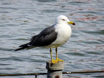 Black-tailed Gull Shinobazunoike Sat, 4/13/2024