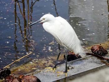 Little Egret Shinobazunoike Sat, 4/13/2024