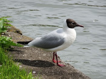 Black-headed Gull Shinobazunoike Sat, 4/13/2024