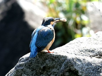 カワセミ 都立猿江恩賜公園 2024年4月13日(土)