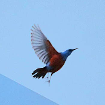 Blue Rock Thrush 羽田イノベーションシティ Sat, 4/13/2024