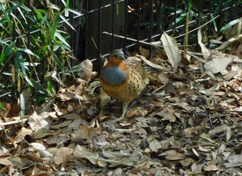 Chinese Bamboo Partridge 黒川清流公園 Sat, 4/13/2024