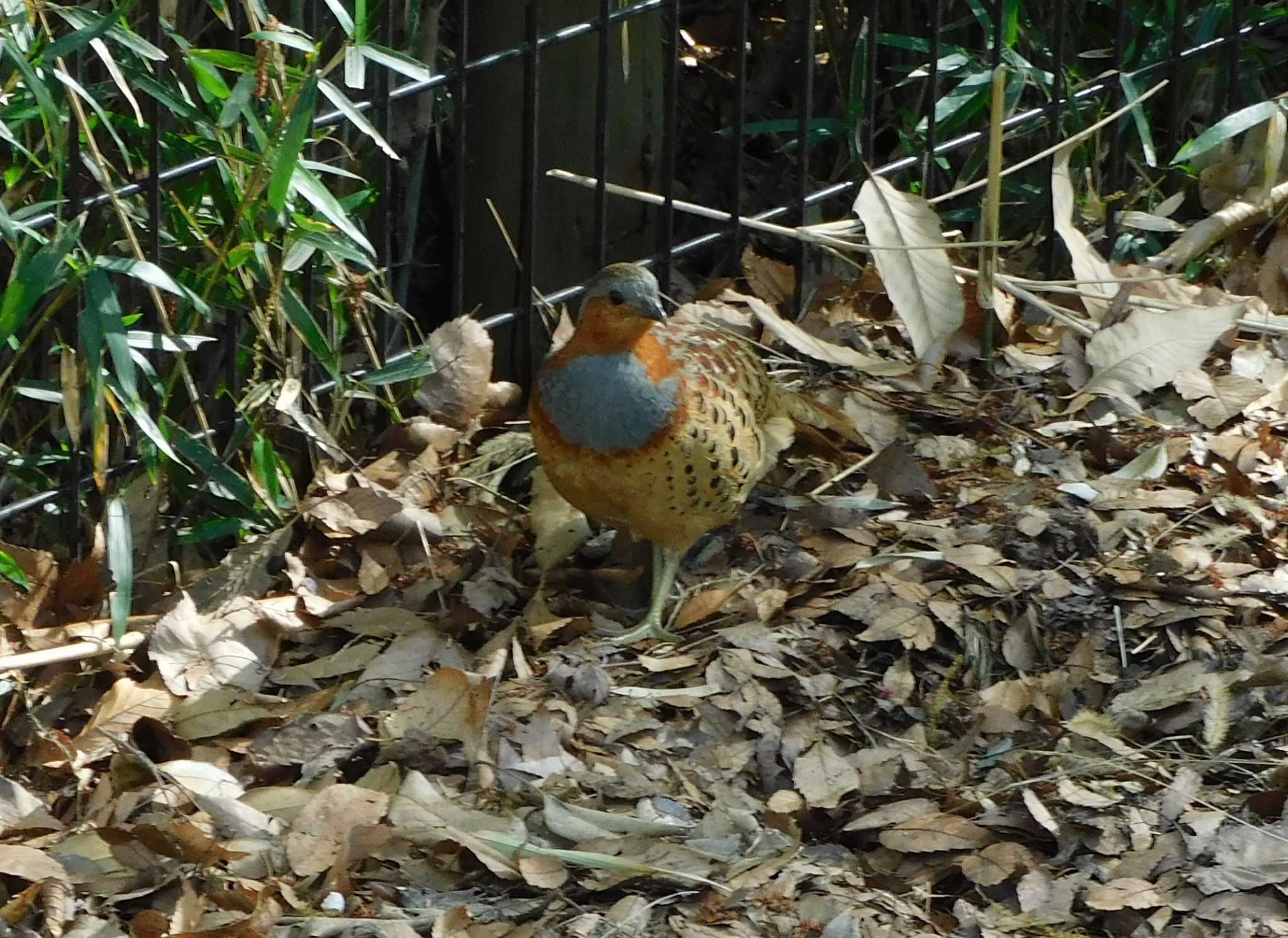 Photo of Chinese Bamboo Partridge at 黒川清流公園 by morinokotori