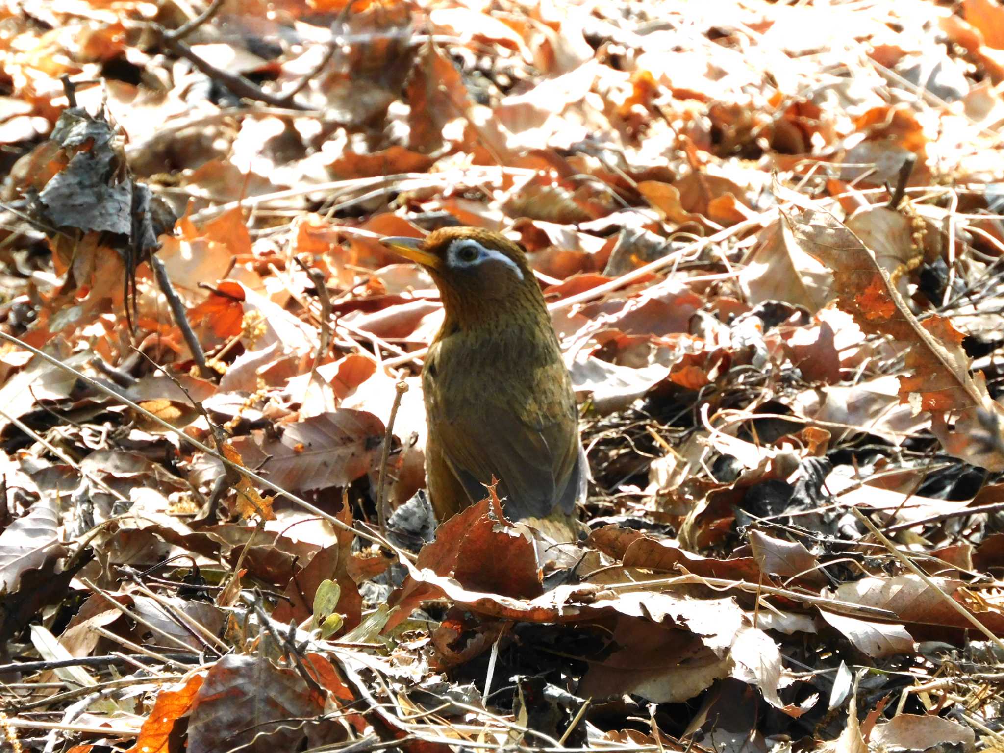 Photo of Chinese Hwamei at 黒川清流公園 by morinokotori