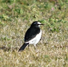 Japanese Wagtail 三木総合防災公園 Mon, 12/24/2018