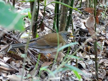 Pale Thrush Meiji Jingu(Meiji Shrine) Sat, 4/13/2024