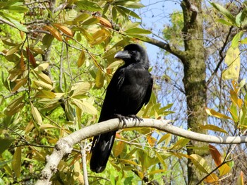 Large-billed Crow Yoyogi Park Sat, 4/13/2024
