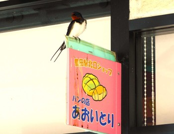 Barn Swallow 黒川清流公園 Sat, 4/13/2024