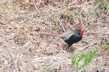 Green Pheasant Akigase Park Sat, 4/13/2024