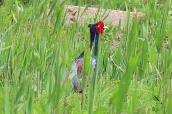 Green Pheasant Akigase Park Sat, 4/13/2024