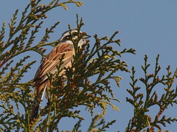 Meadow Bunting 左股川緑地(札幌市西区) Sat, 4/13/2024