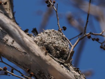 Long-tailed tit(japonicus) 左股川緑地(札幌市西区) Sat, 4/13/2024