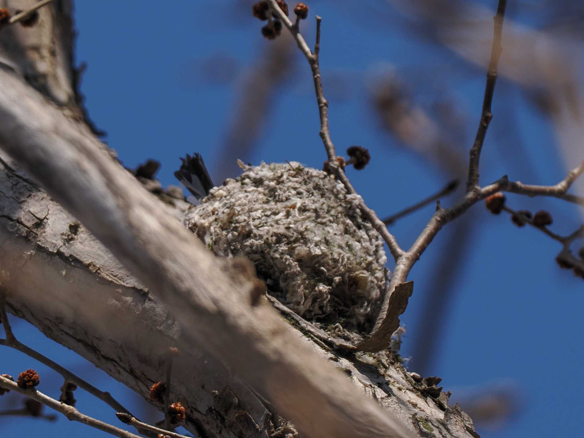 Long-tailed tit(japonicus)