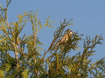 Meadow Bunting 左股川緑地(札幌市西区) Sat, 4/13/2024