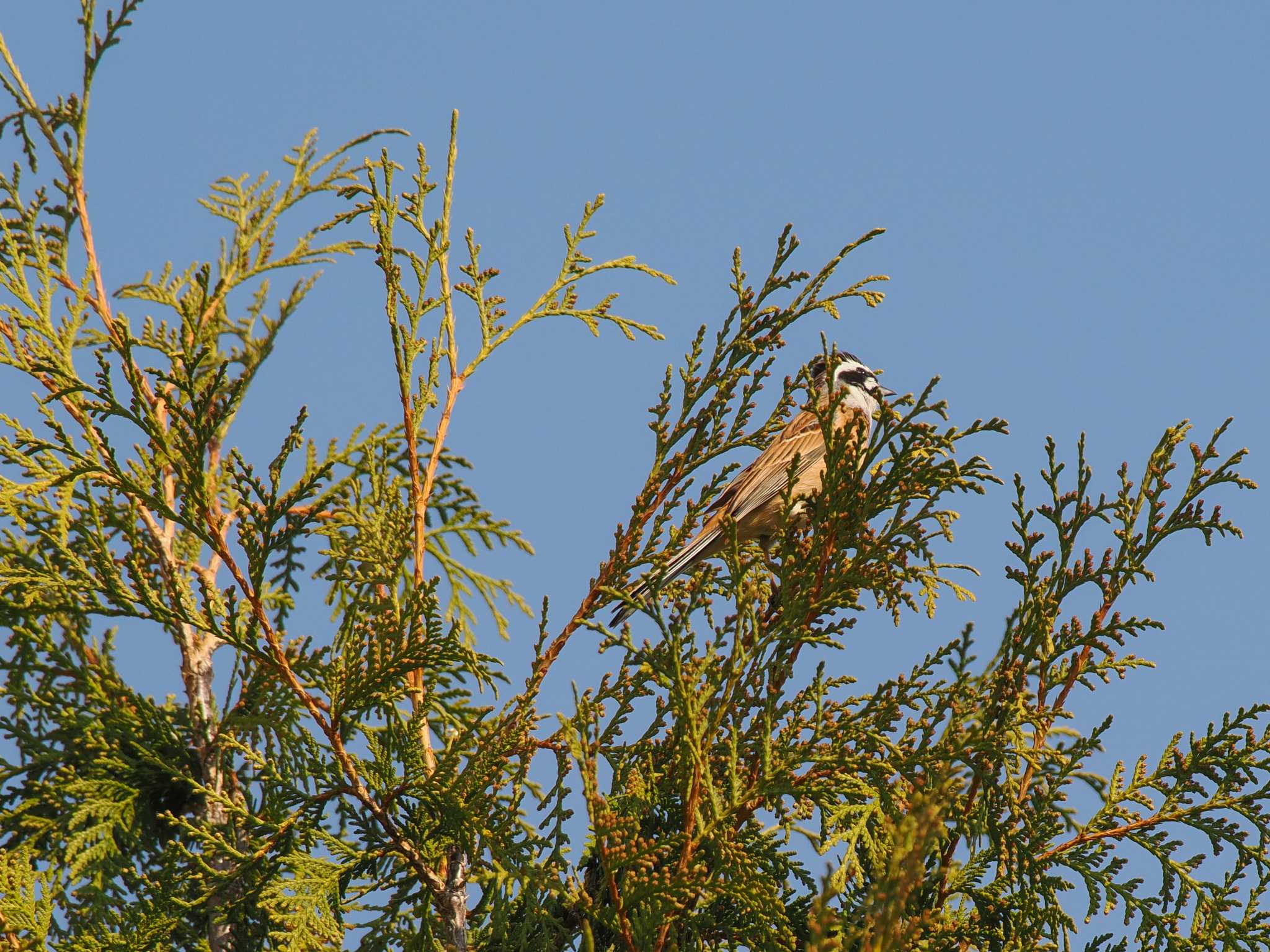 Meadow Bunting