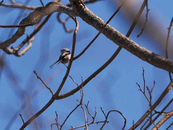 Long-tailed tit(japonicus) 左股川緑地(札幌市西区) Sat, 4/13/2024